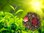 Thé vert Paradis fruité de Chine Bio 100g